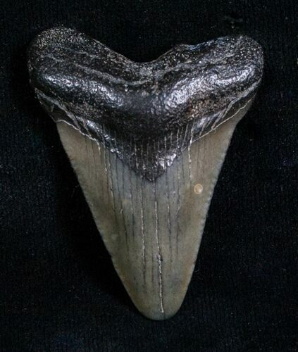 Bargain Megalodon Tooth - Peace River, FL #6081